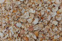 Kaboompics - Sea shells on the beach, Algarve, Portugal
