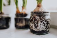 Kaboompics - Hyacinths and Muscari planted in jars