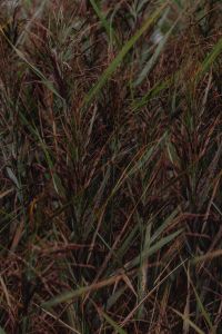 Kaboompics - Sea Grasses Blowing In Breeze - Backgrounds