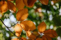 Kaboompics - Layered Fall Foliage in Orange and Green Tones