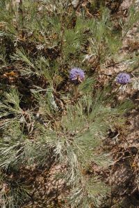 Kaboompics - Purple Wildflowers and Dune Grass Texture