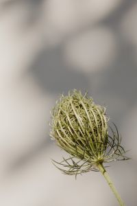 Kaboompics - Bright and warm free backgrounds or wallpapers