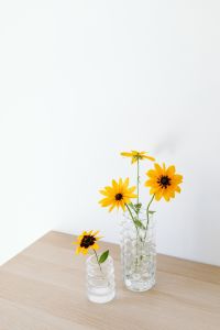 Kaboompics - Yellow Rudbeckia Bouquet in Glass Vase for Minimal Home Decor