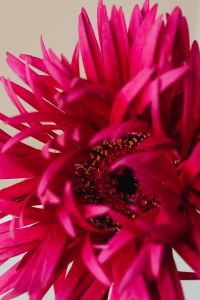 Kaboompics - Macro Bright Pink Dried Flower Center