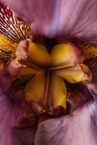 Kaboompics - Black and White Iris Flower Macro