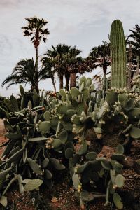 Kaboompics - Plants of Portugal