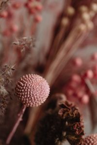 Kaboompics - Pink Globe Flower Among Preserved Botanical Textures