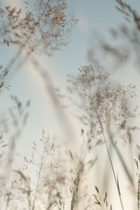 Kaboompics - Airy Wild Grass Stems with Pale Blue Copy Space