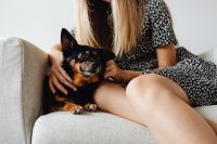 Kaboompics - Small Dog Relaxing on Armchair with Student