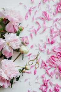 Kaboompics - Pink Peonies with Loose Petals and Gold Scissors