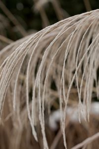 Kaboompics - Close-Up Frosted Ornamental Grass in a Natural Winter Setting