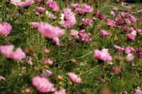 Kaboompics - Pink Flower Meadow in a Summer Garden
