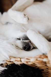 Kaboompics - Sleepy White Dog with Paw over Face, Vertical Close-Up