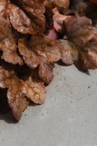 Kaboompics - Wet Brown Autumn Leaves with Natural Close-Up Texture