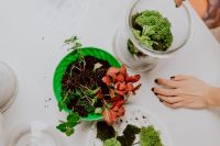 Kaboompics - Overhead Terrarium Supplies and Open Glass Jar with Fittonia Cuttings on a White Table