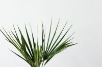 Kaboompics - Minimal Palm Fronds Rising into White Copy Space for Botanical Layouts