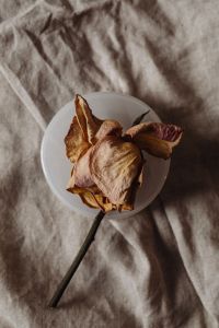 Dried Rose Still Life on Linen for Neutral Backgrounds