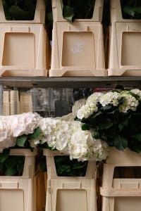 Kaboompics - White Blooms in Florist Buckets, Flower Market Close Up