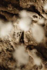 Kaboompics - Fuzzy White Mold Patches on Dark Agar, Close-Up