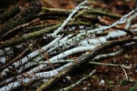 Kaboompics - Pale Fallen Branches Scattered Across Woodland Floor