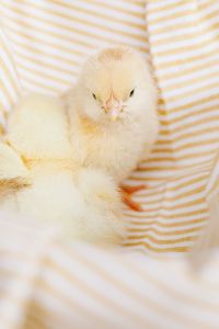 Kaboompics - Fluffy Yellow Baby Chicks in a Woven Basket