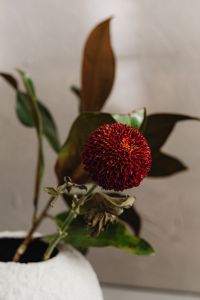 Kaboompics - Close-Up Red Chrysanthemum with Green Leaves and Ceramic Vase