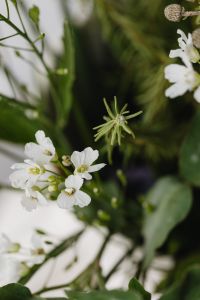 Kaboompics - White Wildflowers and Seed Pods with Soft Green Background