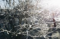Kaboompics - Sunlit Frost on Bare Tree Branches in a Winter Landscape