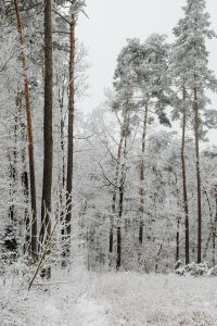 Kaboompics - Tall Pine Trees In A Frosted Forest
