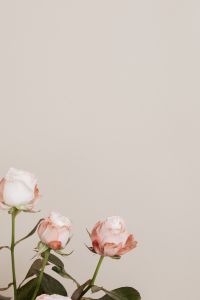 Kaboompics - Three Blush Rose Buds with Wide Neutral Copy Space