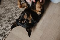 Kaboompics - Petting the little cute dog