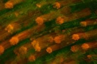 Kaboompics - Orange Flowers in Abstract Motion Blur
