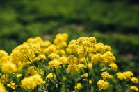 Kaboompics - Soft Focus Yellow Wildflowers, Botanical Summer Bokeh Background