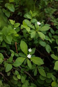 Kaboompics - Small White Flowers Among Green Woodland Leaves