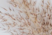 Kaboompics - Dried Pampas Grass and Seed Heads Across a Warm Beige Neutral Background