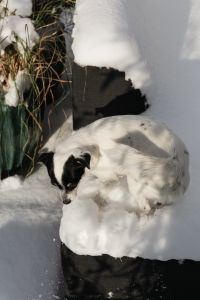 Kaboompics - Black and White Dog Resting in Snow