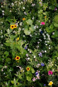 Kaboompics - Wildflower Meadow Texture With Colorful Blossoms