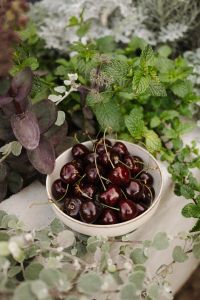 Kaboompics - Dark Cherries in a Bowl Among Pale Garden Plants