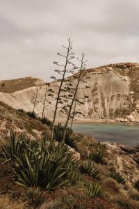 Kaboompics - Dried Seed Heads Against an Eroded Coastal Hillside
