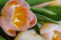 Dreamy Tulip Petal Macro in Blush and Yellow for Spring Wallpaper Design