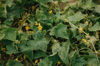 Kaboompics - Cucumber Plants Growing In Garden