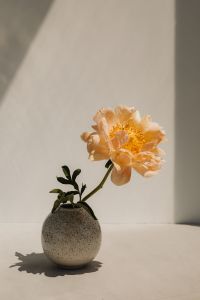 Kaboompics - Peach Flower in Speckled Vase with Sunlit Wall Shadow
