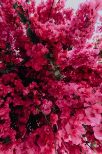 Kaboompics - Close Up Pink Bougainvillea Flowers And Green Leaves