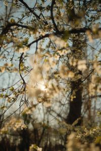 Kaboompics - Sunlight Passing through a Flowering Tree Canopy