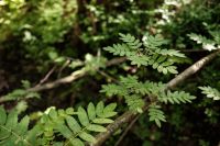 Kaboompics - Close-Up Fern Leaf on a Woodland Branch