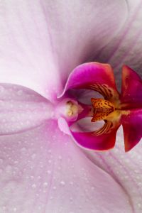 Kaboompics - White Orchid Center Macro Detail With Water Drops