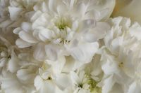 Kaboompics - White Flowers and Petals Macro