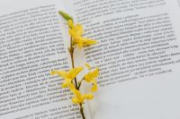 Kaboompics - Yellow Spring Blossoms Across Open Book Pages in Soft Natural Light