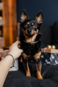 Kaboompics - Hand Petting a Small Dog beside a Wrapped Christmas Gift