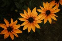 Kaboompics - Orange Flowers in a Moody Nature Scene